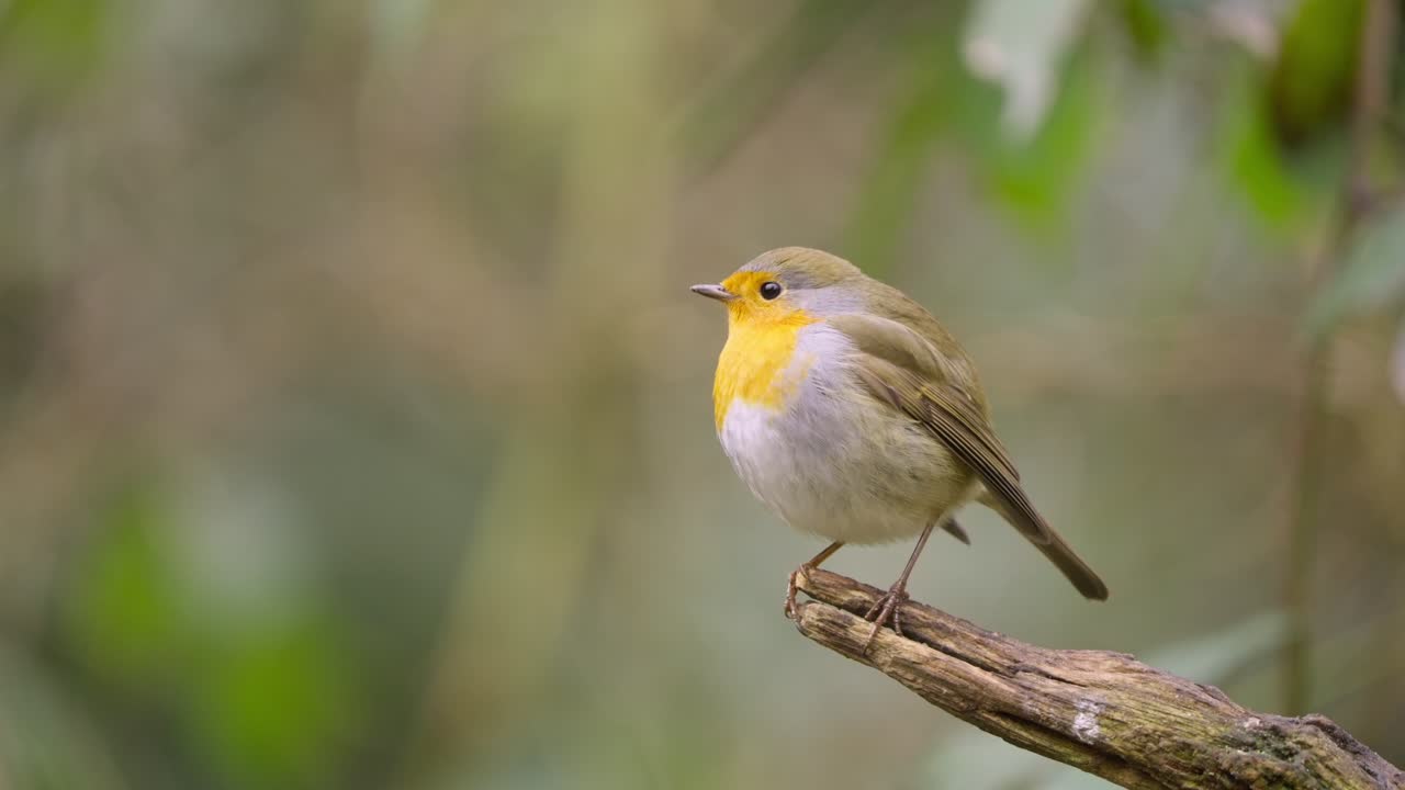 Colorful robin sings while perched on branch surrounded by soft focus forest greenery