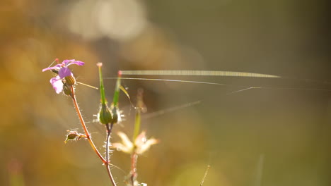 la flor de la hierba robert en flor con una telaraña sedosa