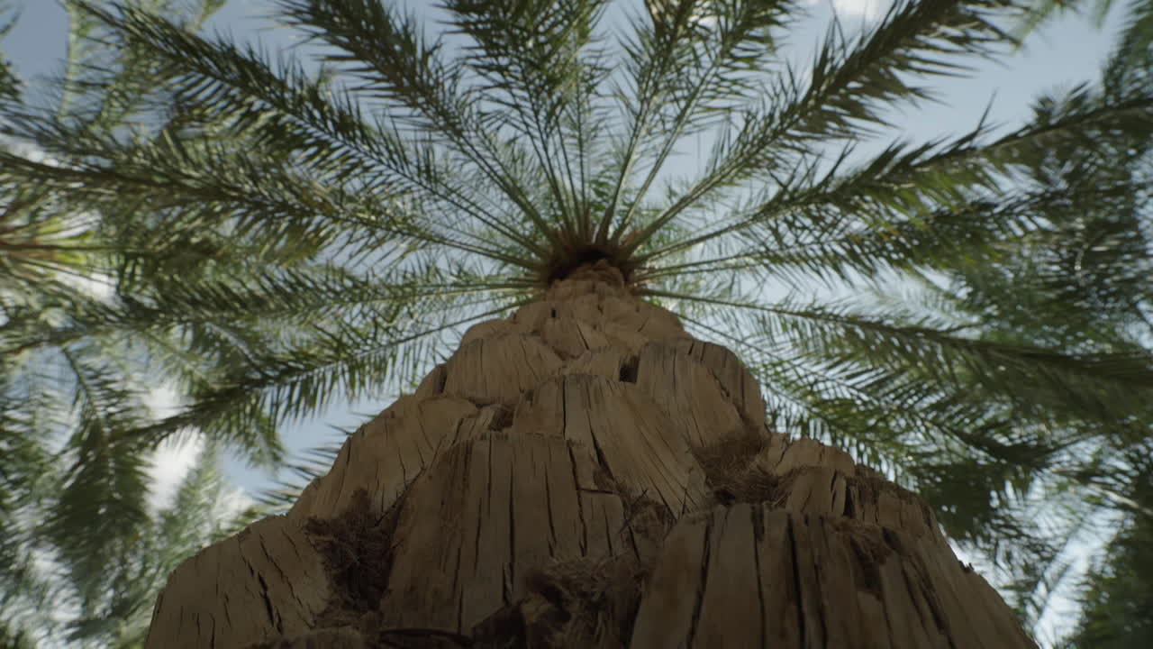 ствол пальмы вблизи