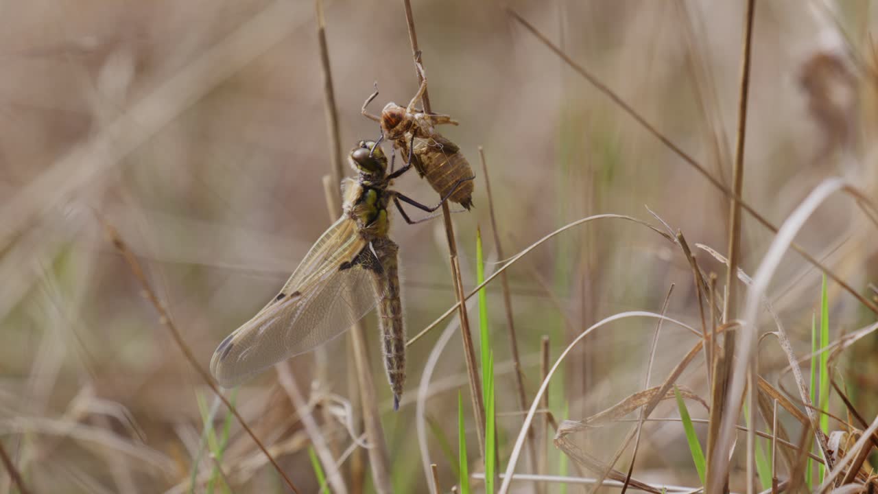 la libélula se alimenta de un saltamontes