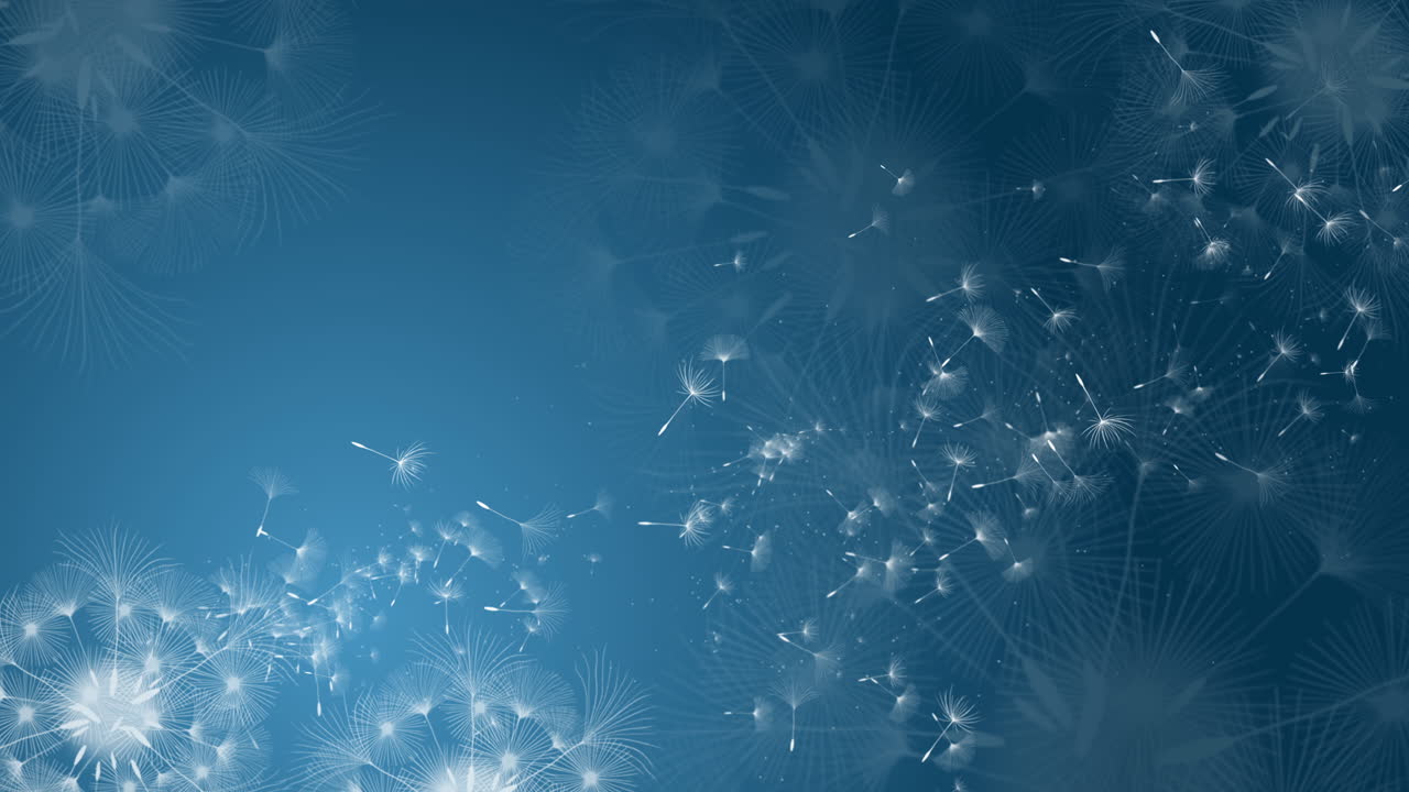 Beautiful realistic dandelion seeds blowing in the wind. Blue abstract looped background. Copy space.