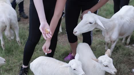 young girl gives food to a white sheep from her hand, animals in natural zoo