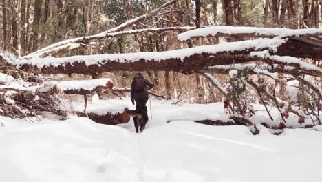 woman walking with her dog in the snow, in a forest they pass a fallen tree