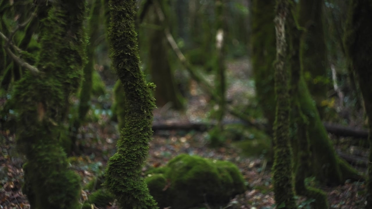 Paesaggio della foresta pluviale