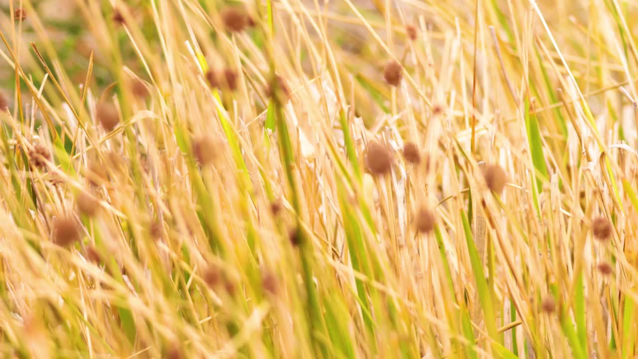 una vista serena de hierbas altas balanceándose suavemente en el viento, capturadas en una cálida iluminación dorada