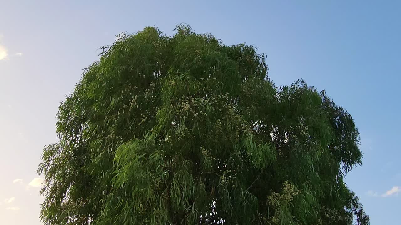 Tree crown shaken by very strong wind. Wind shaking branches and leaves of a tree. Wind swept tree. Windswept