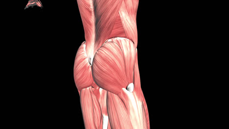 human hip and thigh muscles anatomy
