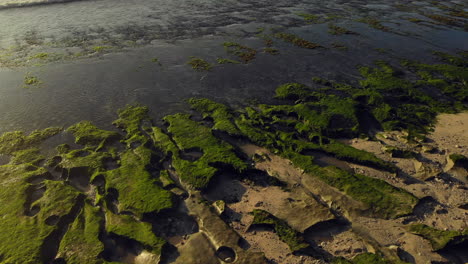 Aerial-shot-of-an-stunning-rocky-shore-covered-with-algae,-waves-hitting-the-shore,-open-ocean-in-the-background-with-incredible-sunset