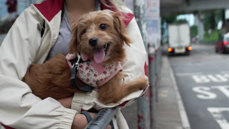 a girl holding a brown little dog standing on the side of the road waiting bus