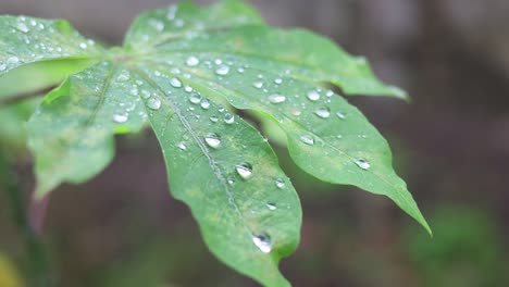 Closeup-water-drop-from-raining-on-green-leaf