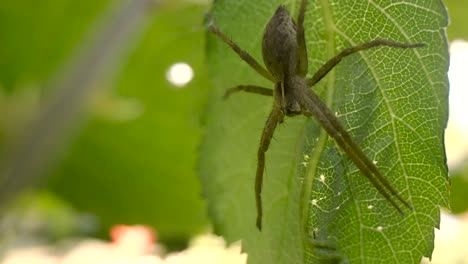 Extreme-close-up-of-a-beautiful-"tegenaria"-spider-under-a-walnut-leaf,-it-does-not-move