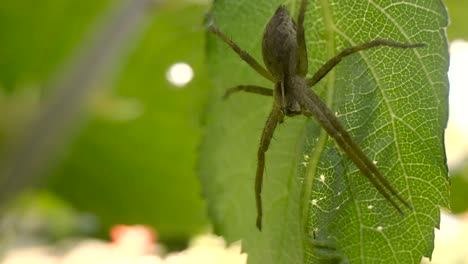 primer plano extremo de una hermosa araña "tegenaria" debajo de una hoja de nuez, no se mueve