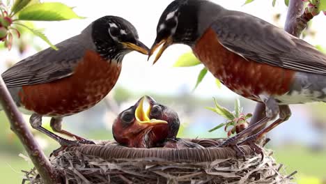 a heartwarming scene of parent birds feeding their hungry chick in a nest surrounded by blossoming branches under a clear sky