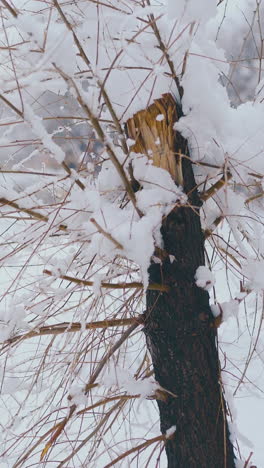 camera motion along little tree with thin branches against park with snow and walking people close view