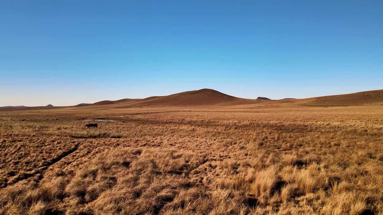Vast dry grassland landscape with rolling hills and grazing cattle under a clear blue sky