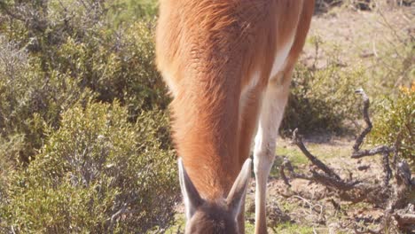 Guanaco-feeding-on-green-grass-growing-on-the-sandy-ground-between-the-thorny-bushes,-tilt-up-shot