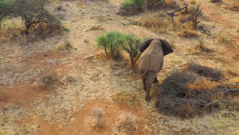 Great-drone-aerial-over-a-solo-beautiful-elephant-joining-another-elephant-on-the-savannah-in-Africa-on-safari-in-Erindi-Park-Namibia