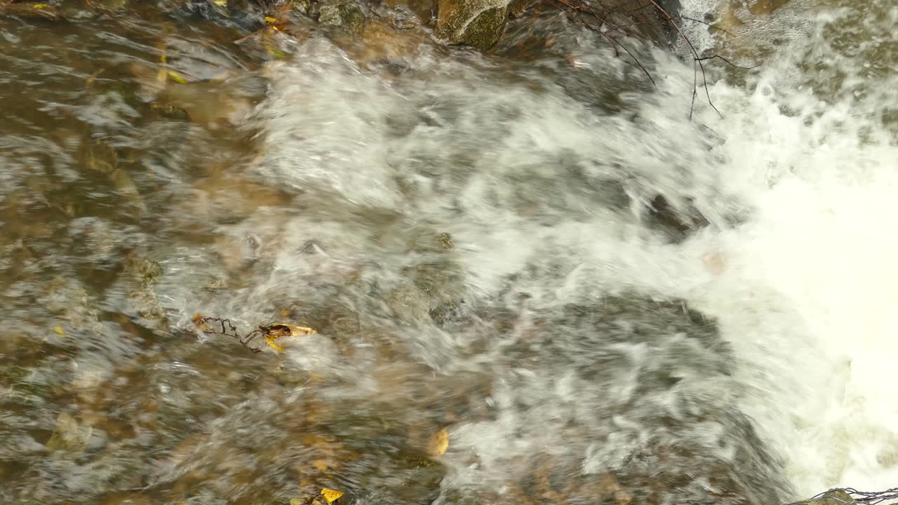 Primo piano di trote che risalgono la corrente su una cascata, con il fiume che scorre giù dalle rocce.