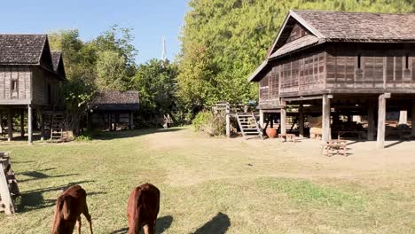 two cows graze peacefully near traditional wooden houses surrounded by lush greenery and clear skies.