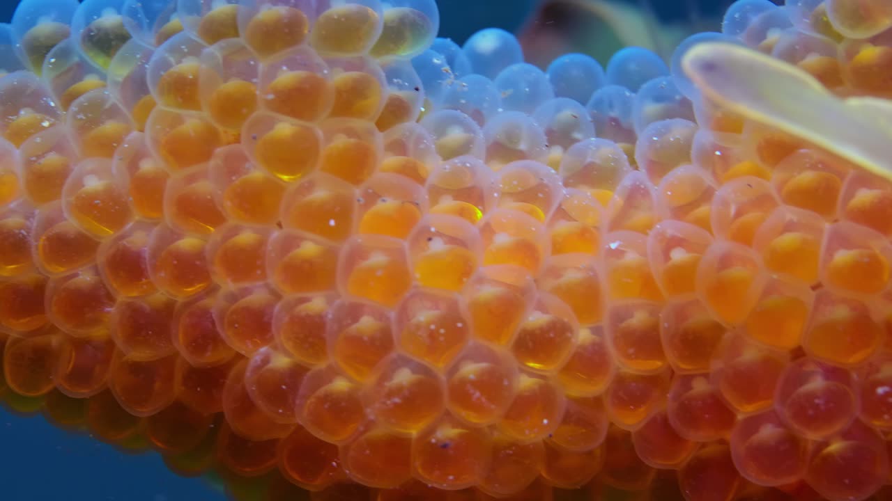 dragón de mar frondoso con huevos 4k cámara lenta sur de australia