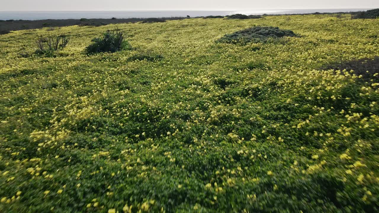 A slow motion drone shot flying over yellow California poppies with turquoise Pacific ocean waves crashing on a small beach in the background north of Santa Cruz off of the historic Highway 1