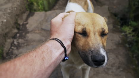 primer plano en primera persona pov de perro callejero feliz siendo mascota, cámara lenta