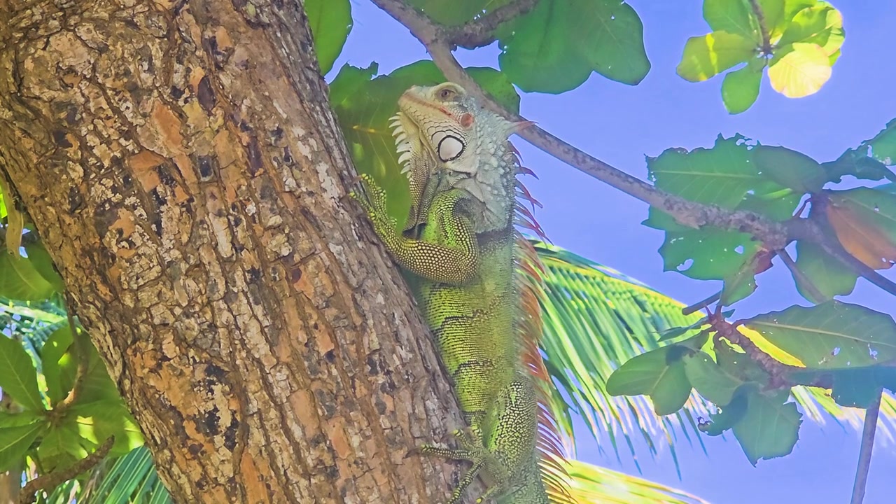 Vista de ángulo bajo de una iguana verde trepando a través de un exuberante follaje tropical, con corteza áspera, patas con garras, espalda espinosa, ramas frondosas, hojas de palma y cielo azul claro a la luz del día.