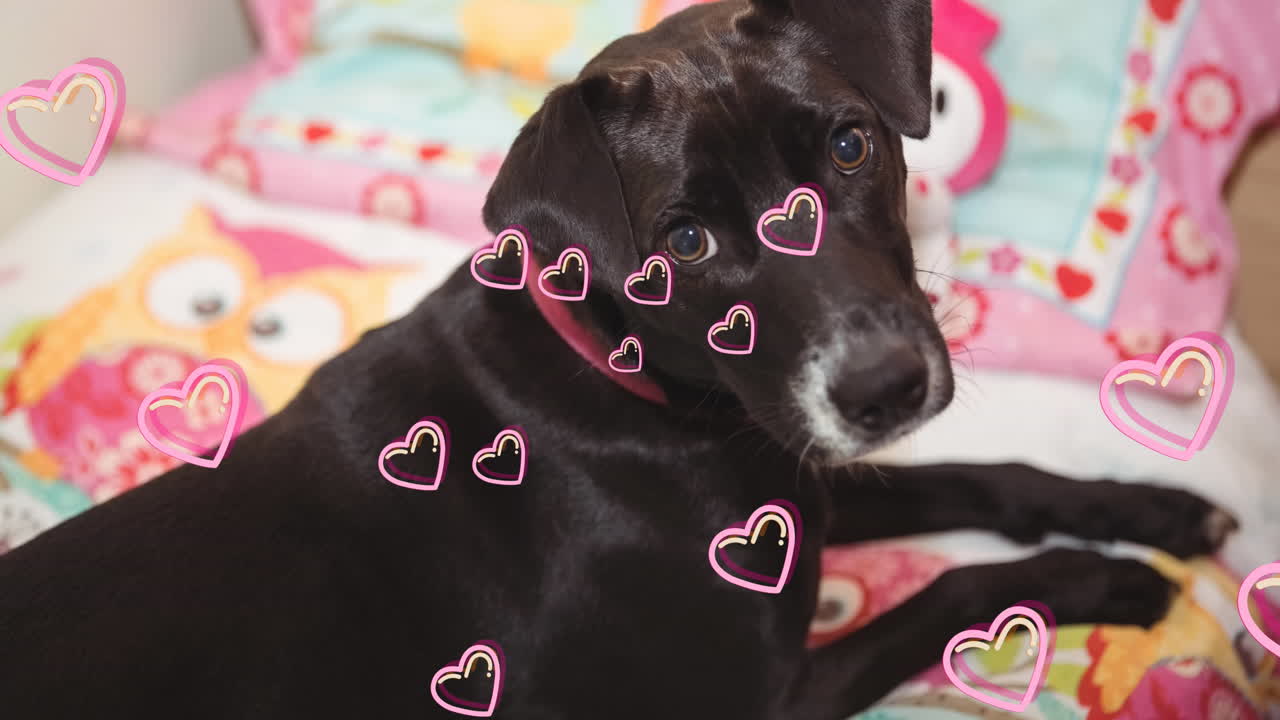 집에서 검은 애완동물 개 위에 떠 있는 심장 아이콘의 애니메이션