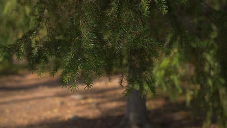 pine tree on a blurry background with green needles