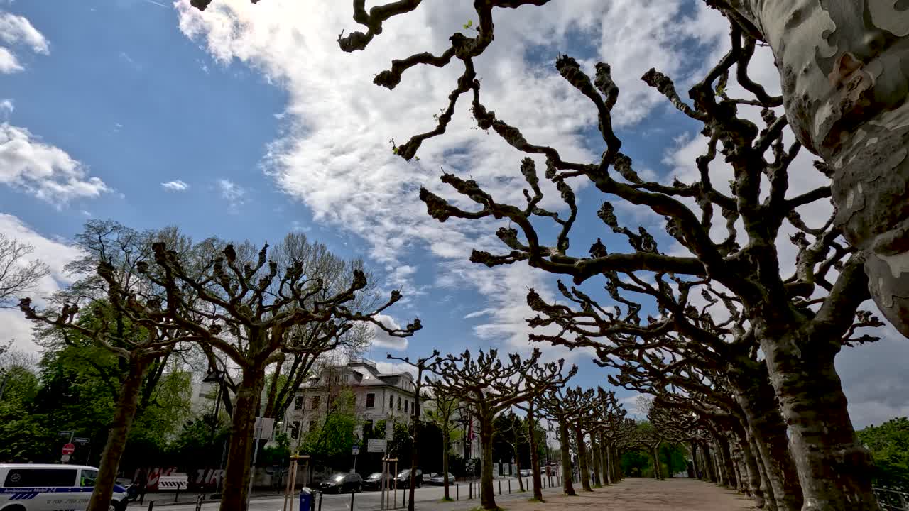 View Of Row Of Bare Trees At Mainuferpark s&uuml;den In Frankfurt On Sunny Day With Light Clouds and Blue Sky