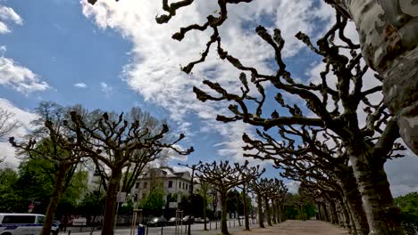 Vista-De-La-Hilera-De-árboles-Desnudos-En-Mainuferpark-Süden-En-Frankfurt-En-Un-Día-Soleado-Con-Nubes-Claras-Y-Cielo-Azul