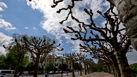vista de una hilera de árboles desnudos en el mainuferpark süden en frankfurt en un día soleado con nubes ligeras y cielo azul