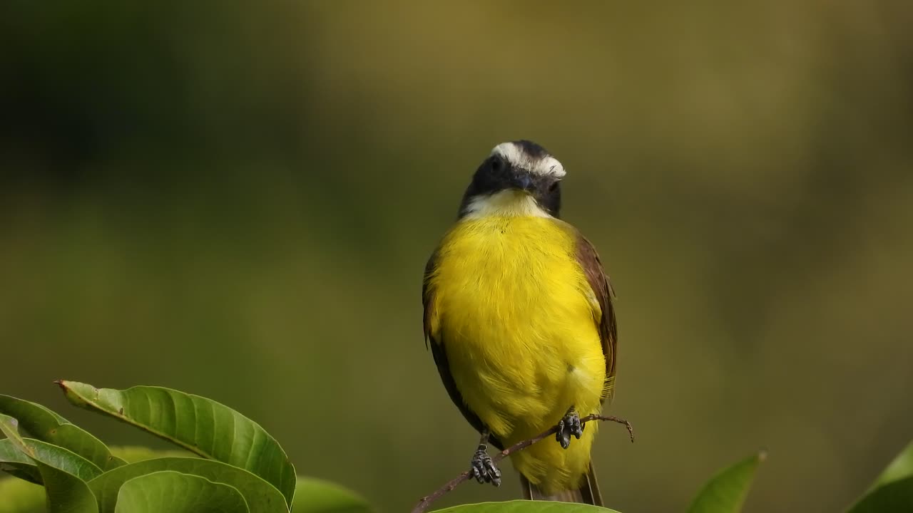 Vibrant Great Kiskadee bird (Pitangus sulphuratus) perched on branch in Colombian rainforest, before gracefully taking flight into lush jungle canopy