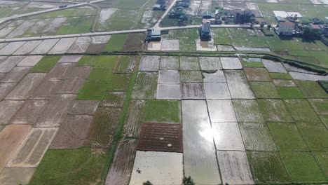 Agricultural-Industry-rice-field-plantation