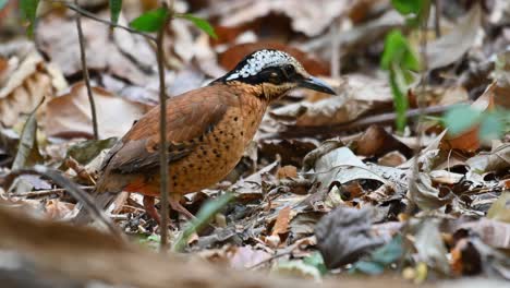 pitta de orejas, hydrornis phayrei, tailandia