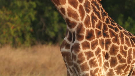 standing tall giraffe in masai mara safari park in kenya, east africa