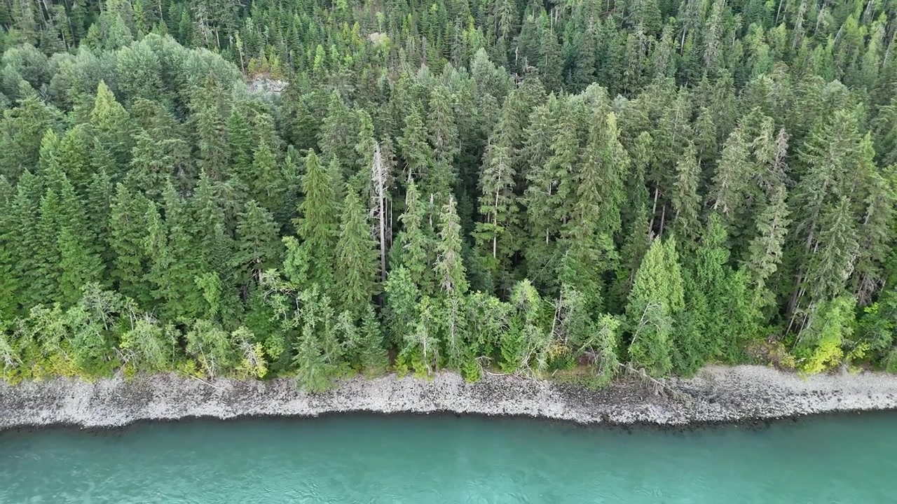 Aerial shot of a dense forest bordering a turquoise body of water at Terrace, showcasing expansive and serene natural beauty.