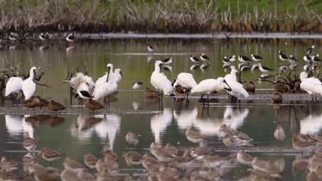 Royal-Spoonbill-group-in-estuary-waters-at-Miranda-Bird-Sanctuary,-New-Zealand