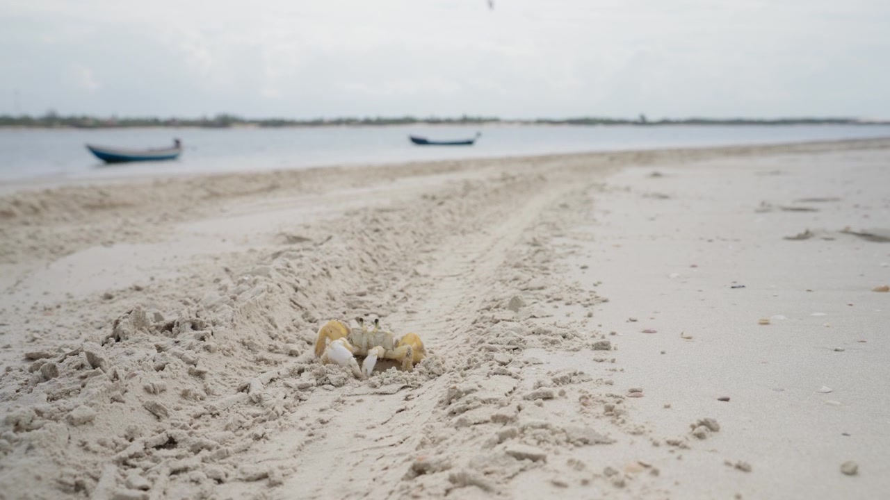 Lille krabbe kravlende hen over sandstrand med fiskerbåde på rolig kystlinje ved Atins, Brasilien