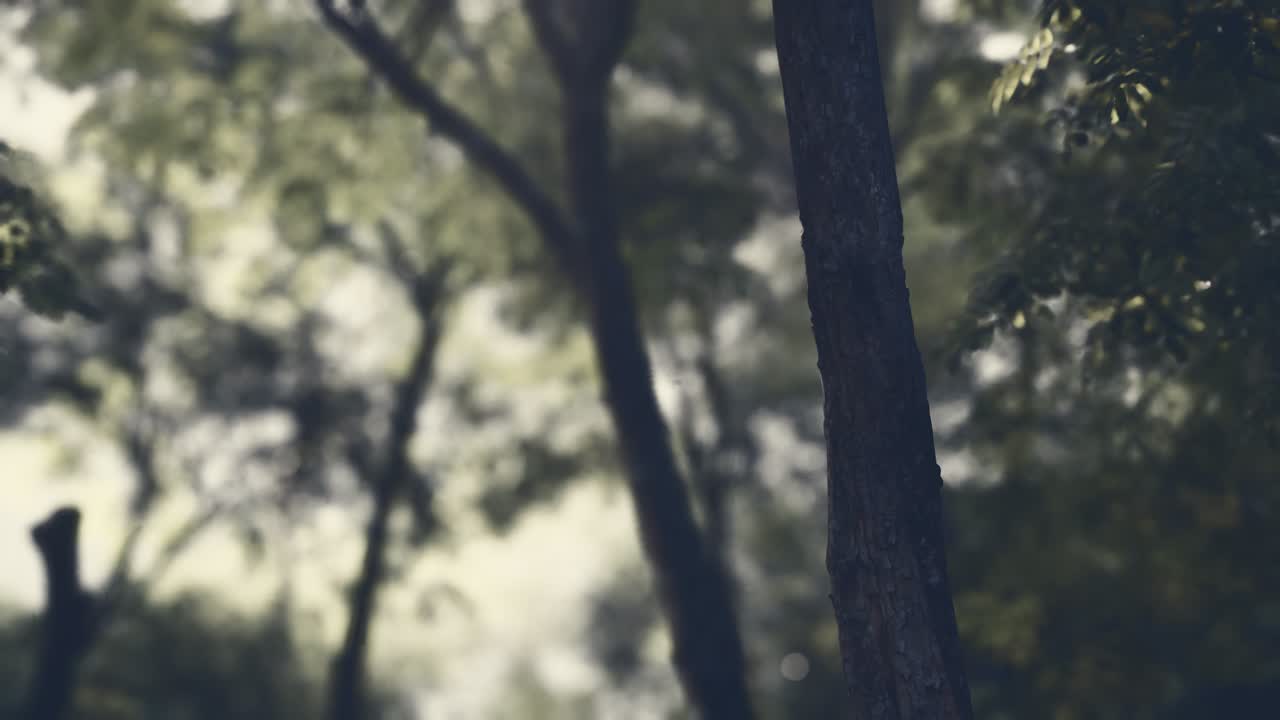 신비한 열대우림의 안개