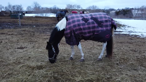 horse in a plaid blanket eating hay in a snowy paddock