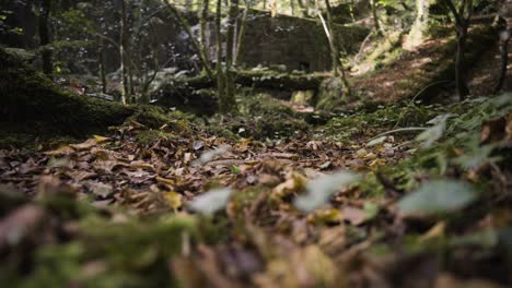 forest floor of kennall vale nature reserve in cornwall, england, uk - a girl running in the woods - wide