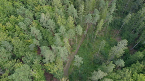 Toma-Aérea-De-Pájaros-De-Un-Bosque-Profundo-Con-Coníferas-Y-Un-Pequeño-Sendero