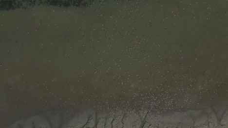 high aerial looks down onto huge flock of flamingos on tidal flat