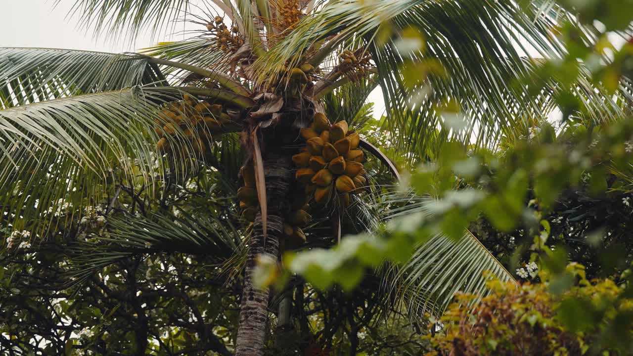 Coconut tree growing coconuts in tropic setting, telephoto long lens macro detail (4k60p)