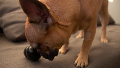 close-up on french bulldog puppy face playing with a black rubber toy on the brown sofa in the living room slow-motion