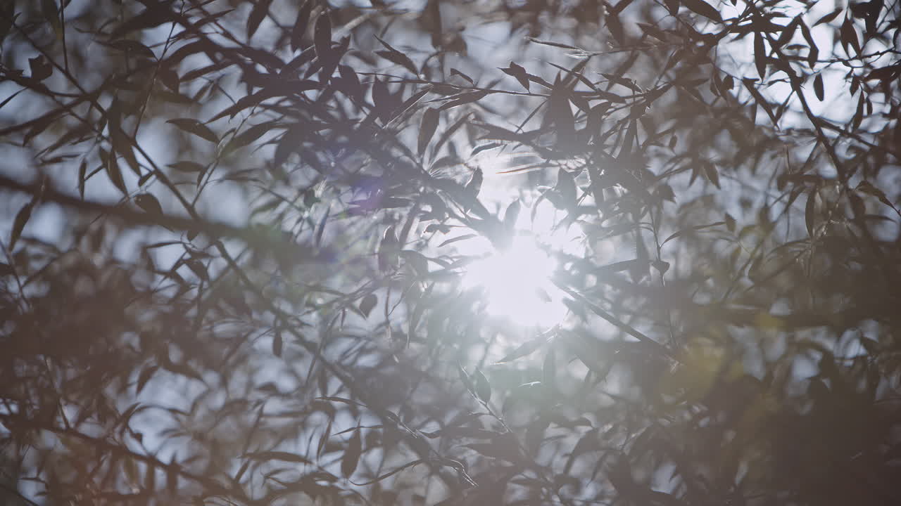 나뭇잎 사이로 비치는 햇빛