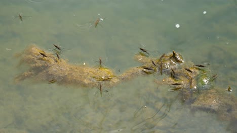 water skaters moving quickly across the top of the water