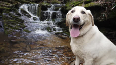 White-lab-dog-poses-for-camera-with-waterfall-flowing-in-slow-motion-in-back-ground