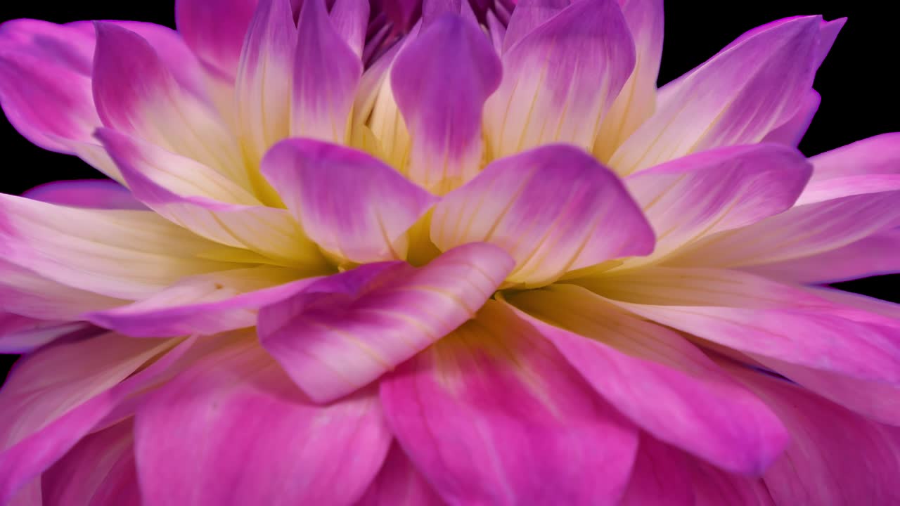 flor rotativa de dalia de color rosa blanco con canal alfa, bucle sin costuras de 4 k